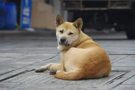 最容易“走丢”的几种狗，一松手可能就不见了图片