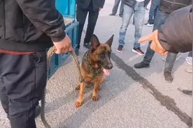 河南：460元，大爷抢下德牧，大爷：只当送我了，给它活命的机会图片