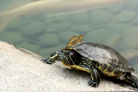 对陆龟的饲养来说，难度还是比较大的，中国允许养哪些陆龟图片