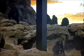 600万年前发生了什么？原始人类怎么就突然出现了？图片