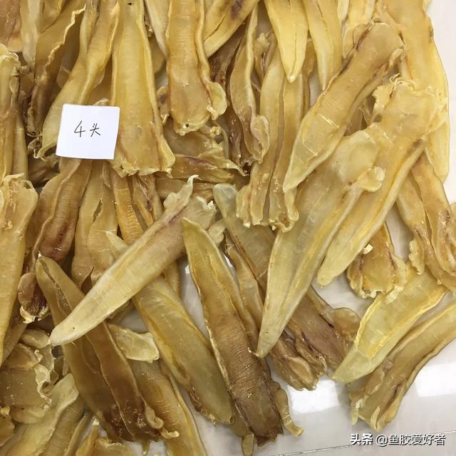 北海花胶 2026年北海花胶是什么鱼种