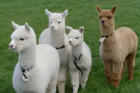 中国允许养的十种稀有宠物，不犯法的哦（猎奇）图片