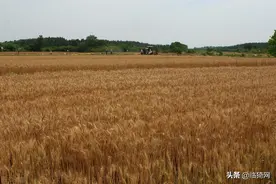 晋南农耕文化：曾经的繁忙夏收，鏺麦、碾场、扇麦图片