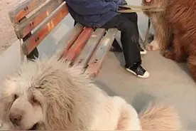 小女孩牵藏獒来公园溜，结果在椅子睡着，画面吓人，太不负责图片