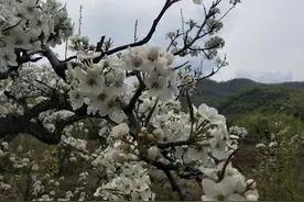 5月1日——抚顺梨花谷图片