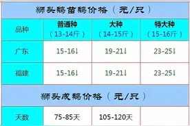 2020年12月2日狮头鹅苗价格图片