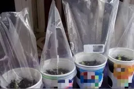 寒潮来临，怕花草遭殃就给套个塑料袋，保管不挨冻，长得好图片