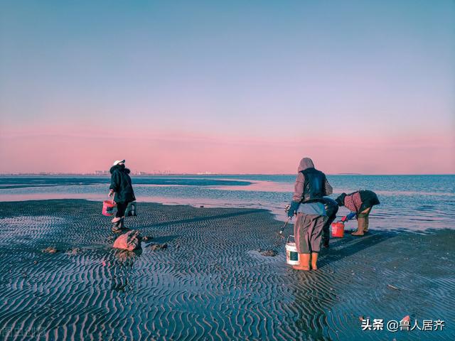 海星花胶的功效与作用及食用方法 2026年海星花胶的功效与作用及食用方