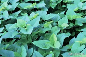 红薯苗过旺产量低？控旺翻藤“铺地衣”，结得红薯一大堆图片