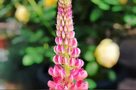 “闪闪的泪光鲁冰花”从小唱到大，漂亮的鲁冰花你见过吗？图片