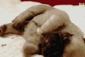 为什么睡着后会不自觉地抖一抖？总算搞清楚了…图片