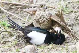 鸽子天敌：雀鹰猎杀斑翅凤头鹃！这画面不忍直视！