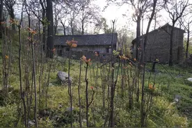 山西农村七旬老两口独居山脚老宅，吃绿色食品喝山里流出的泉水图片