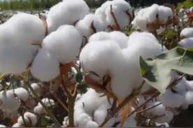 以前农村大多吃棉籽油，为啥现在有人说不能多吃？深入了解棉籽油图片