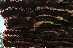 贵州拆下巨型马蜂窝，用挖掘机才能吊走，马蜂窝为什么能长那么大图片