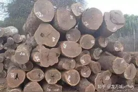 龙万城说木《什么是黑檀？》图片