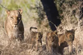 单身母狮独自抚养它姐妹遗留下来的2只幼崽直到它们成年图片