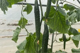 短把绿肉！汁水丰盈还略带甜味！这个黄瓜新品种，好吃极了图片