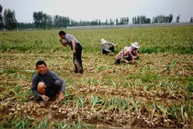 河南鲜蒜收购价0.55元，福建超市大蒜9元一斤，为何差距那么大？图片