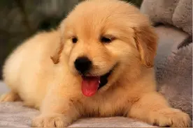 金毛犬应该要如何喂食才是最好的图片