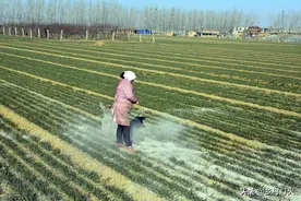 别再用草木灰拌鸡粪了！你的这些习惯一直都是错误的图片