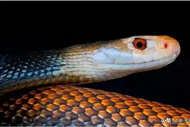 毒王家族！无论“毒性”还是“排毒量”都能霸榜的蛇界超级家族图片