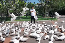 郑州紫荆山公园的鸽群中，只有一只鸽子有名字，你知道原因不？图片