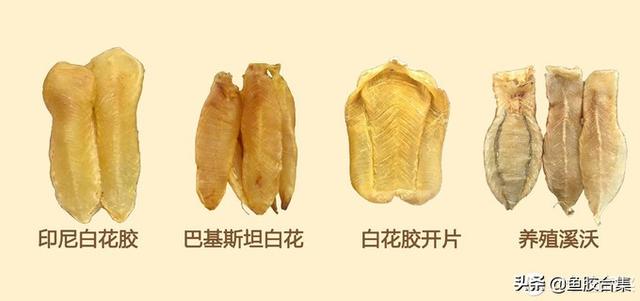 鱼胶的头数有什么区别 2026年鱼胶头数不同差别有多大