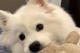 头像‖七夕限定单身狗头像图片