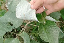 常见的植物苎麻，在民间到底有什么用途呢？分享给大家图片