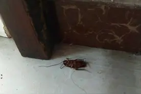 家中突现“小强”，郑漂女孩吓得汗毛竖起！这个外来物种，你了解吗？图片