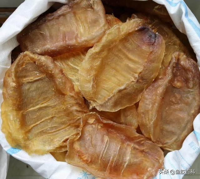 花胶能放冰箱冷藏吗 2026年花胶能放冰箱冷藏吗多少度 花胶能放冰箱冷藏吗 2026年花胶能放冰箱冷藏吗多少度