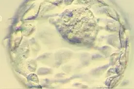 大家都是囊胚，你的“算老几”？图片