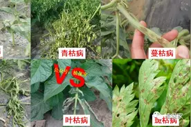 立枯、青枯、蔓枯、叶枯、茎枯、枯萎，这些到底有啥区别？图片