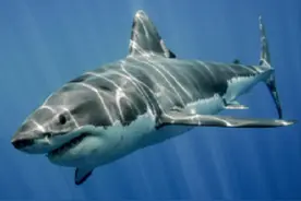 一件泳衣称霸奥运赛场，泳坛神话“鲨鱼皮”，为何后来遭到封禁？图片