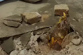 “笋”到家了！竹笋顶破宿舍地砖越长越高，湖南女老师：我让给你算了图片