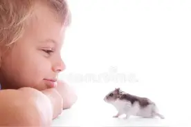 出逃的小仓鼠图片