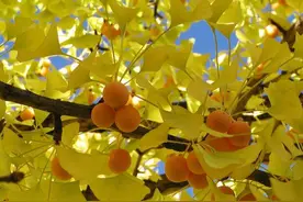 引入百年后，才被发现都是“光棍树”，基因测序显示祖先来自中国图片