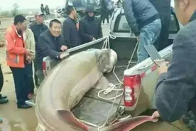 中国十大掠食性鱼类，不仅仅是凶猛，刷新你对鱼类的认知图片
