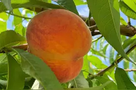 可爱诱人的大桃子图片