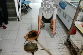 糊涂！福建一饭店老板买两只“马蹄蟹”准备售卖，结果被抓走了图片