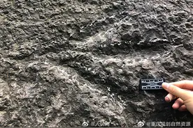 重庆发现大型肉食恐龙出没证据，据分析正在小跑图片