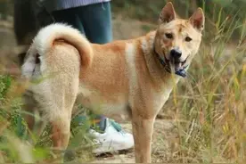 老祖宗：“旺财”的狗有这些特征，你家狗有吗？图片