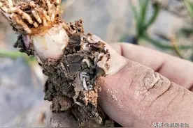 大蒜地蛆防治要“早”而“巧”图片