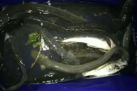 钓鱼钓到条“蛇”？你们钓鱼时遇过吗？其实是300元一斤的好货图片