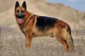 大德牧撒起娇来，一般人招架不住，反差萌的狗子太可爱图片