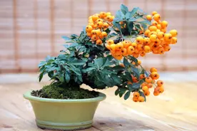 吃完水果别把果核扔了，种在花盆里，长成漂亮小盆栽图片