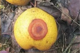 梨树高效种植中，病害的发生规律和防治措施，对症下药确保品质图片