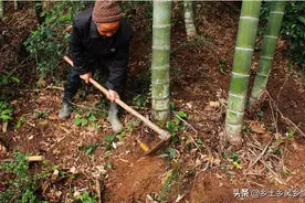 挖竹笋的方法，用这三个寻笋挖笋技巧，保证一挖一个准图片