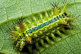 被洋辣子蛰得疼痒难忍，洋辣子是什么昆虫？洋辣子远距离蜇人？图片